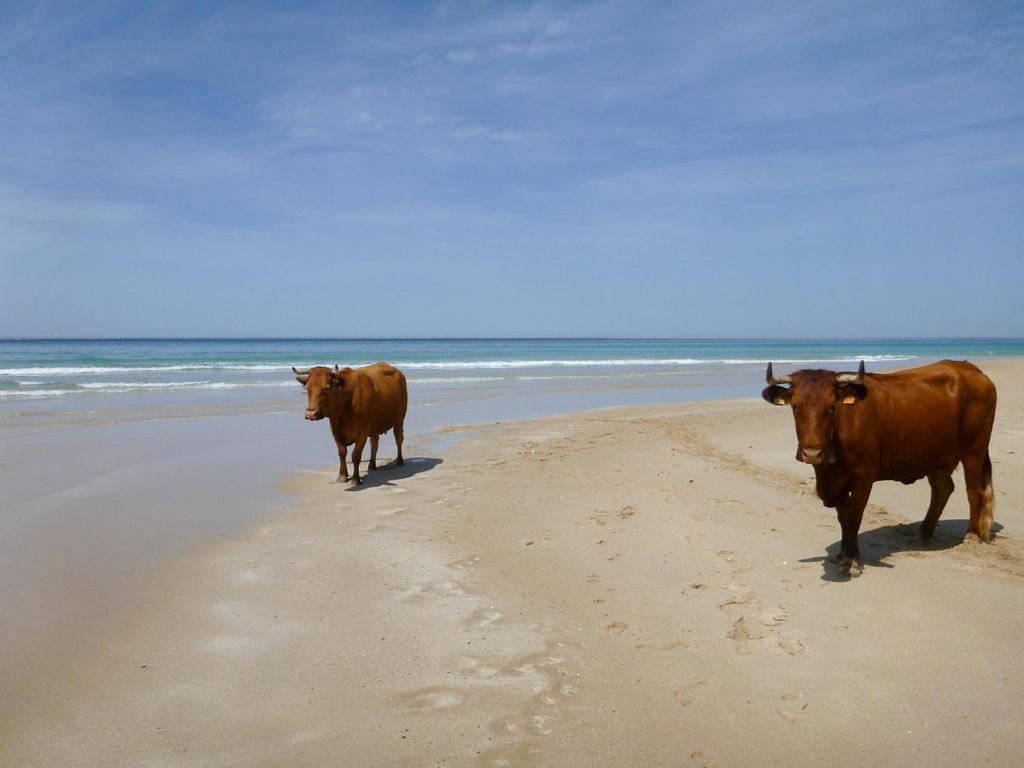 Lxr Oasis Del Mar Tarifa 2Hab Apt エクステリア 写真